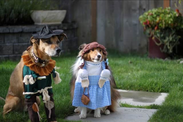 Does this picture prove Steves theory that clothed dogs always look sad? Picture: Mike McCune