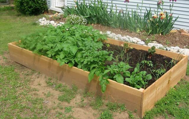 A raised bed -  ideal for an allotment on poor ground