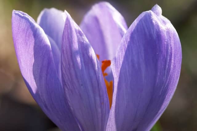 Crocuses are coming up