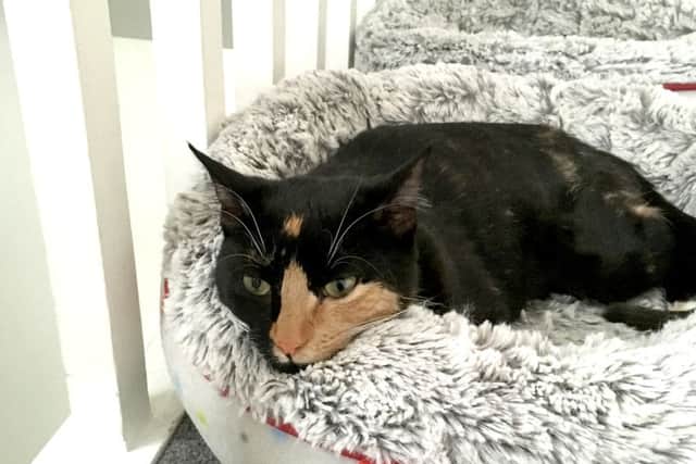 Sparkle the kitten who was shot in Horndean