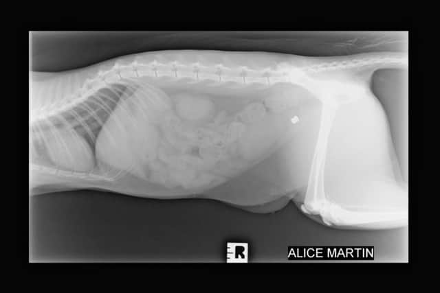 An X-ray of Alice the cat with the pellet inside her