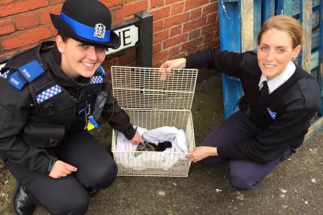 Kittens found during drugs raid in Derby Road, Southampton, with RSPCA and Hampshrie Constabulary. PPP-160903-100811001