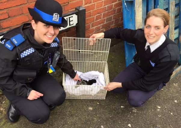 Kittens found during drugs raid in Derby Road, Southampton, with RSPCA and Hampshrie Constabulary. PPP-160903-100811001