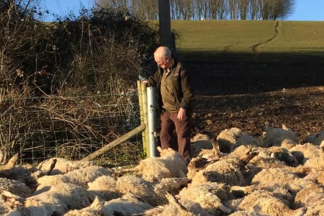 All 116 sheep and the farmer who found them. Police pics