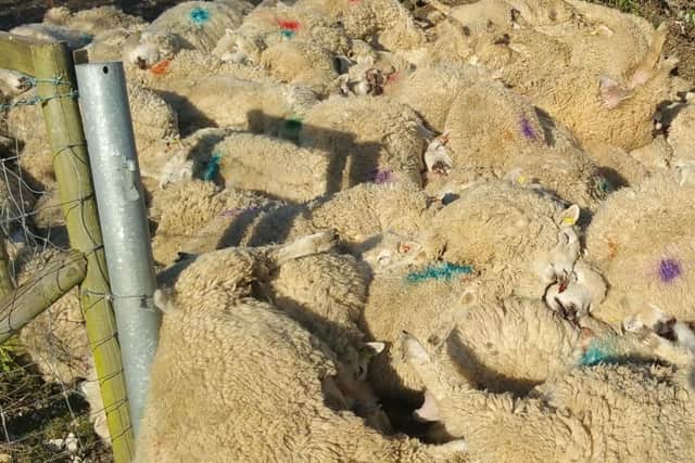 The 116 sheep were found dead by the farmer on land in the West Dean Estate on Monday