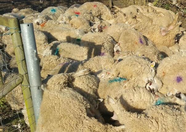 The 116 sheep were found dead by the farmer on land in the West Dean Estate on Monday