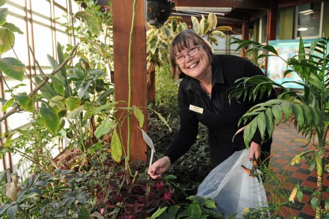 Staff member Diane Clay in the butterfly house at Cumberland House, in Southsea. (160030-11)