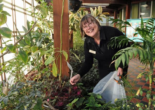 Staff member Diane Clay in the butterfly house at Cumberland House, in Southsea. (160030-11)