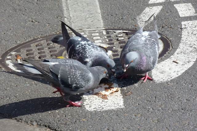 There are at least one million pigeons  that survive on the pastry crumbs that Greggs pasty eaters drop.