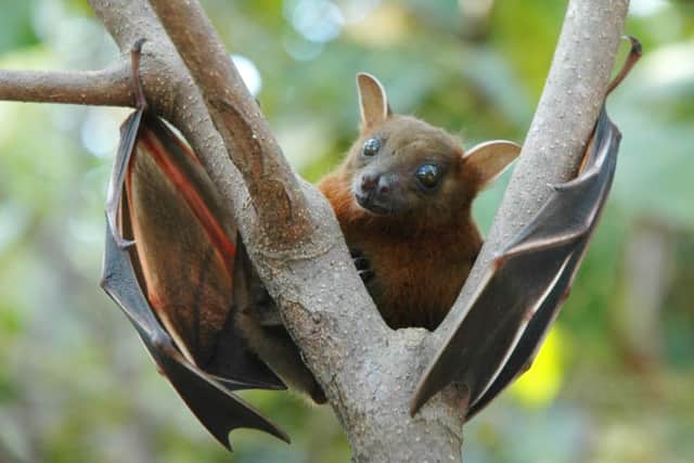 Greater short-nosed fruit bat (Cynopterus sphinx)