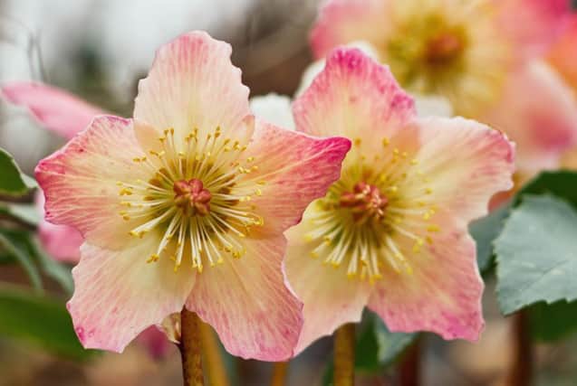 Group of multi-colored hellebores grown in winter. Picture: lucaar - Fotolia