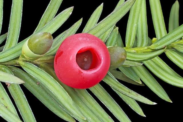 DEADLY Many plants are poisonous