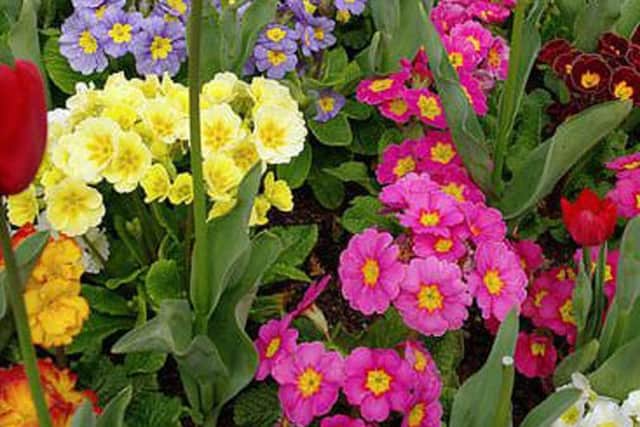 Instant spring colour in a container
