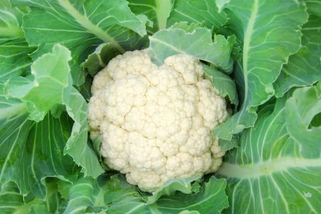 Cauliflower Snowball