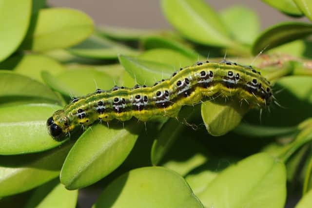 The box tree caterpillar