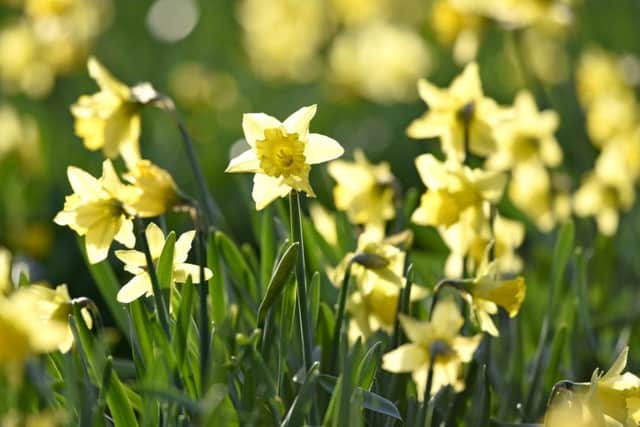 Daffodils mean spring has sprung
