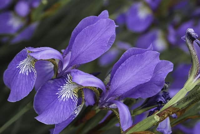 Purple Iris by Angela Acland