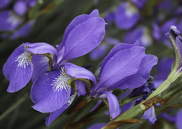Purple Iris by Angela Acland