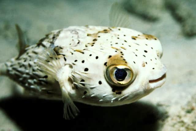 A puffer fish at Blue Reef Aquarium
