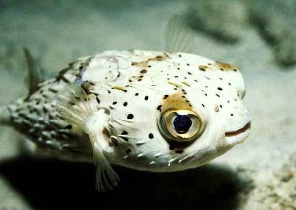 A puffer fish at Blue Reef Aquarium