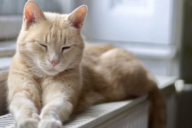 AT HOME Taylor Wimpey is looking for the cutest and quirkiest pictures of animals in their favourite place at home