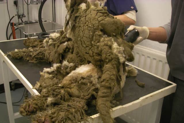 One of the dogs that was found in a wretched state near Winchester last year, having its matted fur shaved off