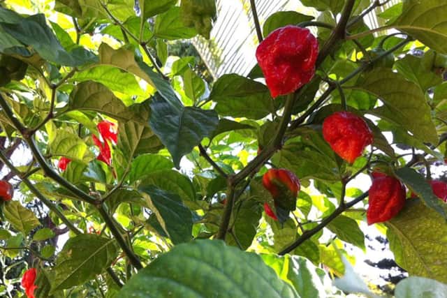 Sweet peppers will fill your greenhouse