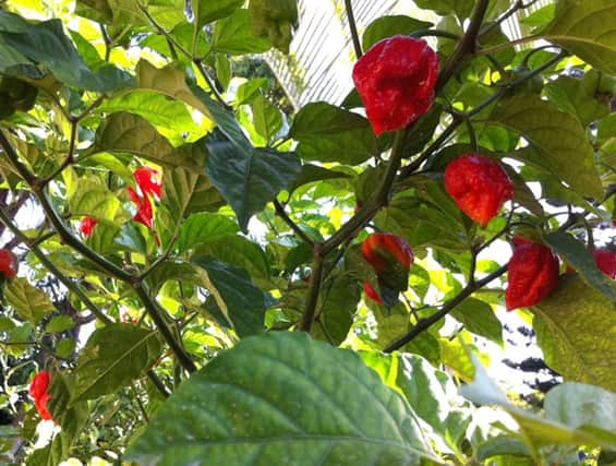 Sweet peppers will fill your greenhouse