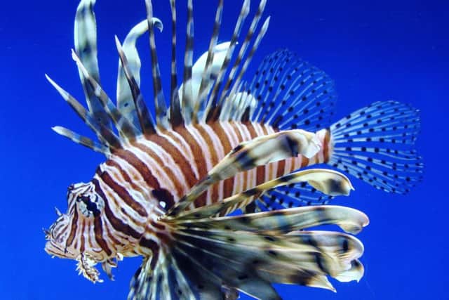 There's deadly critters at The Blue Reef Aquarium, Southsea