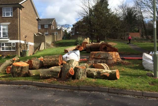 The tree, in Waterside Gardens, Wallington, which has been cut down