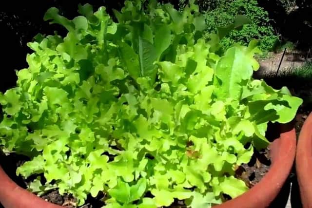 Veg can look good in pots