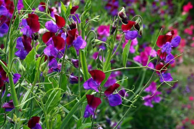 Sweet peas - the essence of an English garden.