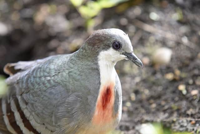 The Luzon bleeding-heart dove at Marwell Zoo in Winchester Picture: Tom Harrison/Solent News & Photo AgencyUK