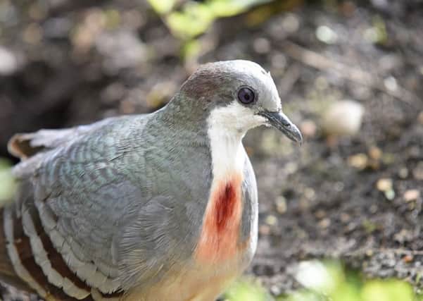 The Luzon bleeding-heart dove at Marwell Zoo in Winchester Picture: Tom Harrison/Solent News & Photo Agency
UK