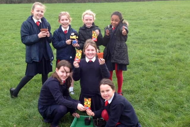 BEE-FRIENDLY St Albans pupils sowing seeds to attract bees
