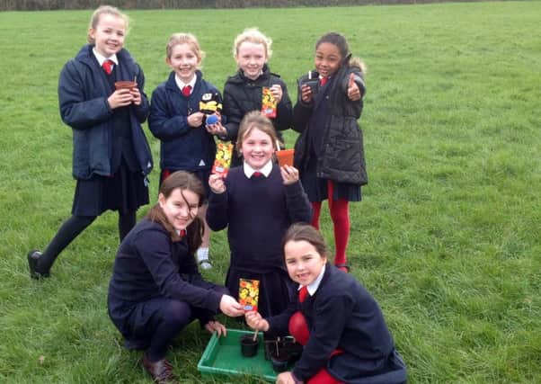 BEE-FRIENDLY St Albans pupils sowing seeds to attract bees