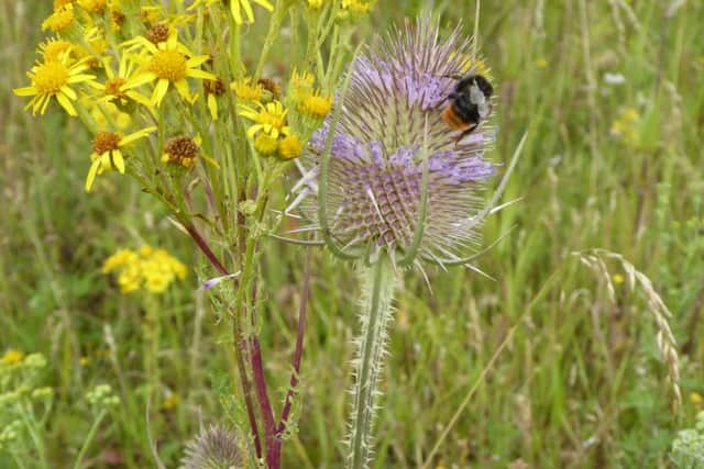 POLLINATOR Friends of the Earth has created a leaflet explainig how people can help bees and other animals