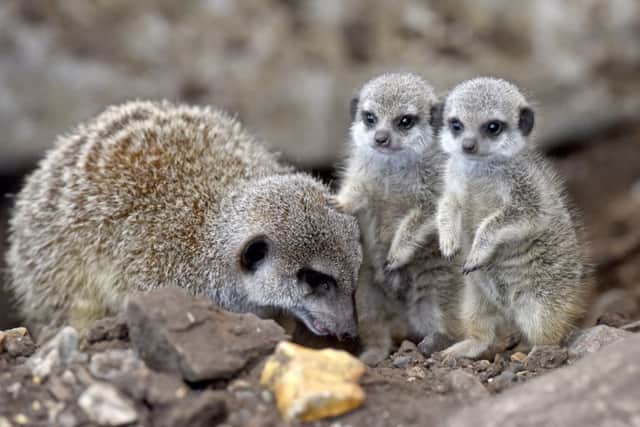 The baby meerkats with an adult at Marwell Zoo Picture: Solent News & Photo Agency