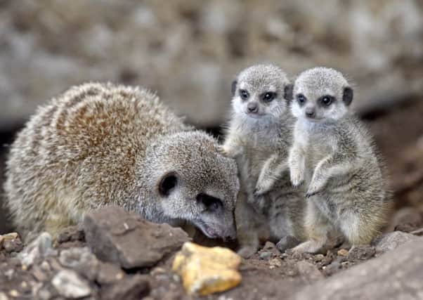 The baby meerkats with an adult at Marwell Zoo Picture: Solent News & Photo Agency