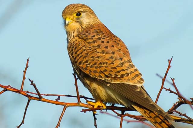FAMILIAR SIGHT Kestrel at Farlington Marshes
Picture: Dr David Williams