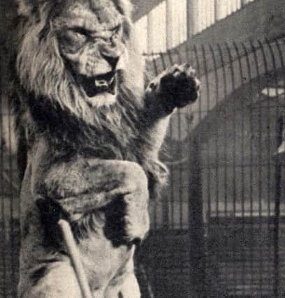 A lion  disagrees with Dick Chipperfield. Who would want this job?