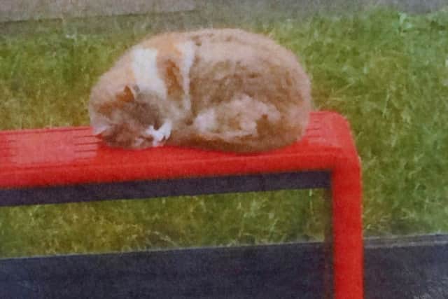Missy the cat in her favourite spot at the bus stop