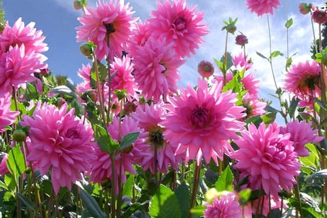Dahlias - will flower their socks off