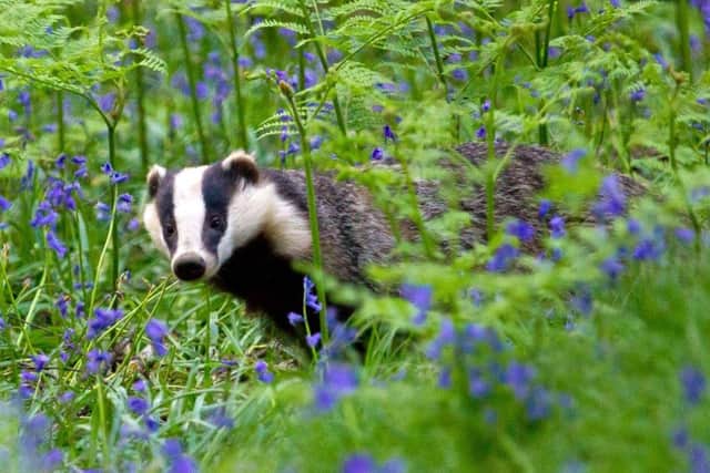 BADGER IN BLUEBELLS Woodland floors are often swathed in beautiful bluebells