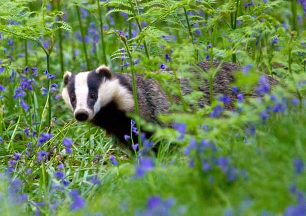 BADGER IN BLUEBELLS Woodland floors are often swathed in beautiful bluebells
