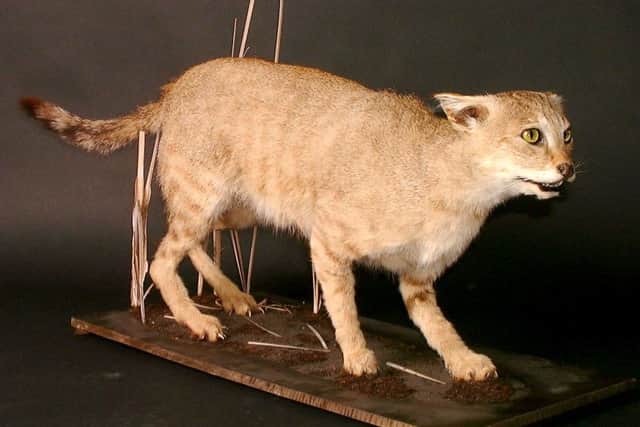 The so-called Beast of Hayling which is going on display at The Spring in Havant
