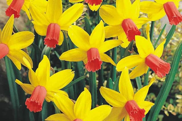 Daffodil Jet Fire.