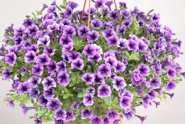Petunia Blue Vein  expensive, but ideal for taking cuttings.