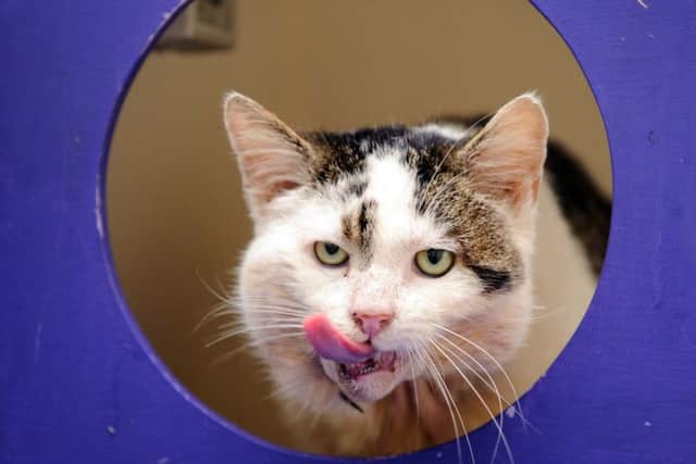 Arnie the cat, who is now being looked after by Cats Protection
Picture: Allan Hutchings (160413-236)