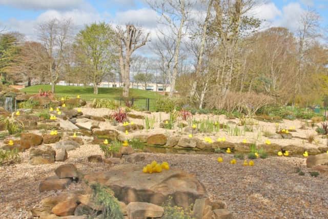 Mystery flock of rubber ducks in Hotham Park. Pic: Neil Cooper